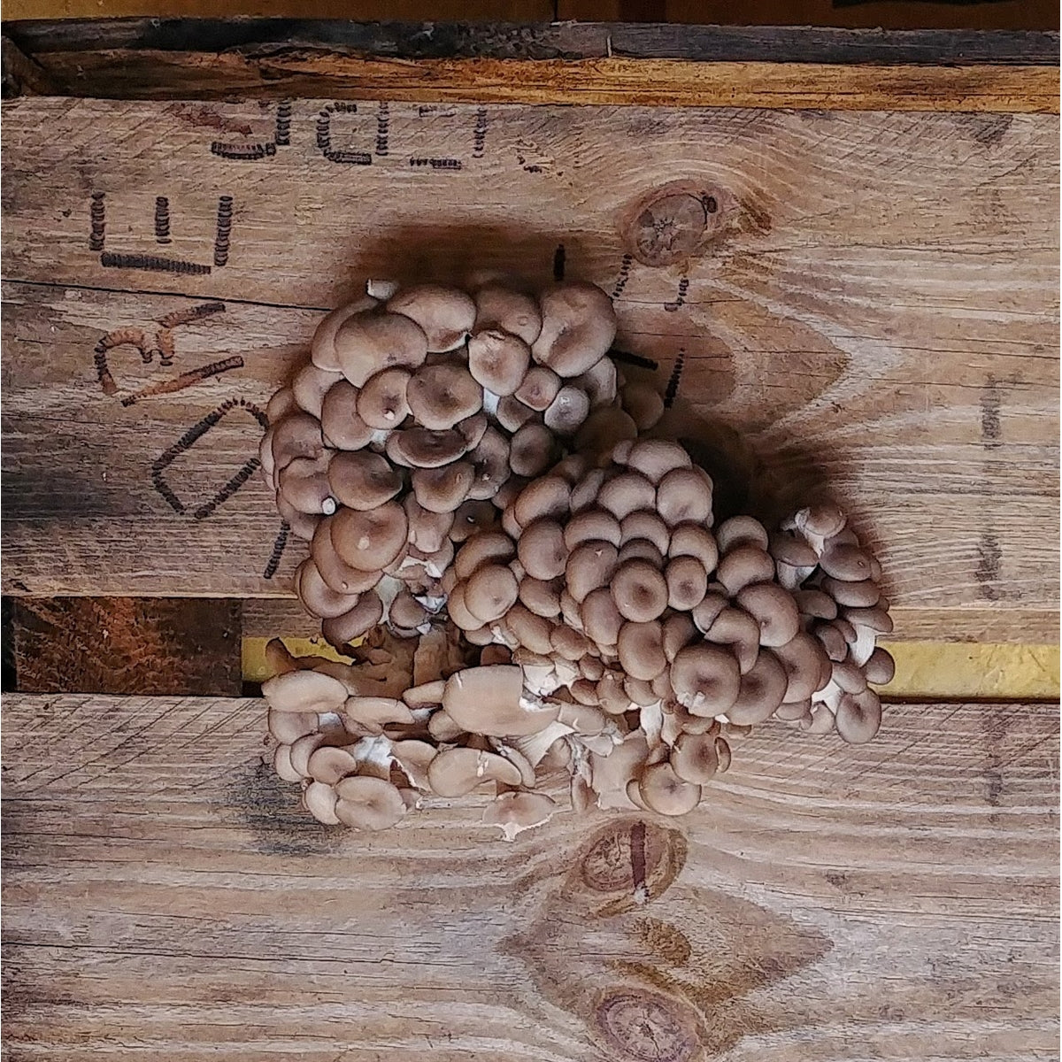 Shimeji [eu] orgânico